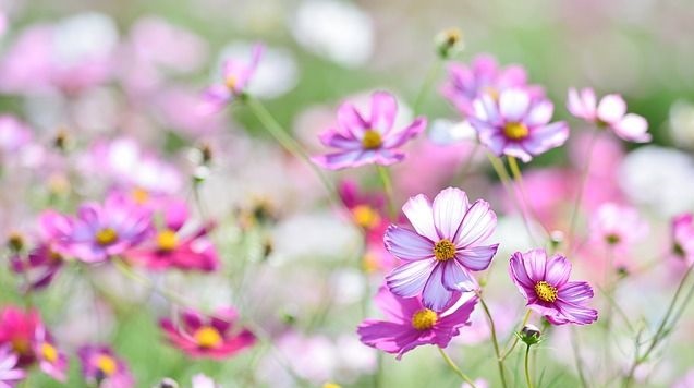 Tử vi của 12 con giáp trong ngày 23/8/2020