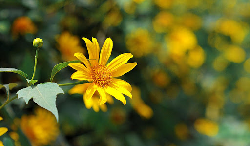 Tử vi của 12 con giáp trong ngày 31/8/2020