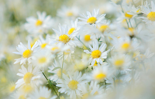 Tử vi của 12 con giáp trong ngày 2/9/2020