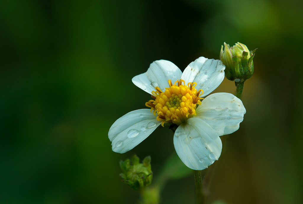 Tử vi của 12 con giáp trong ngày 3/9/2020