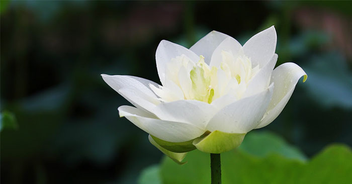 Tử vi của 12 con giáp trong ngày 1/10/2020