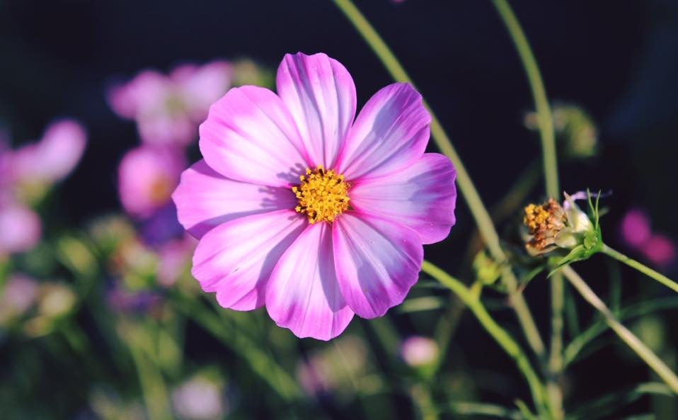 Tử vi của 12 con giáp trong ngày 7/10/2020