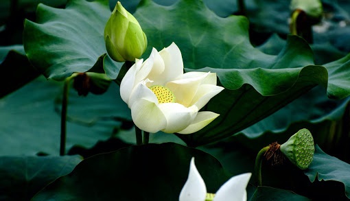 Tử vi của 12 con giáp trong ngày 8/10/2020