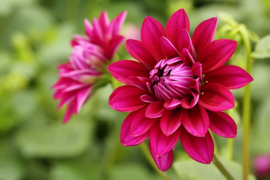 Tử vi của 12 con giáp trong ngày 17/10/2020