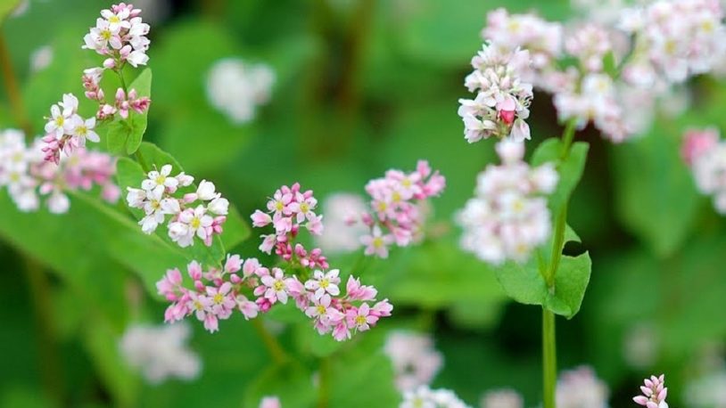 Tử vi của 12 con giáp trong ngày 3/11/2020