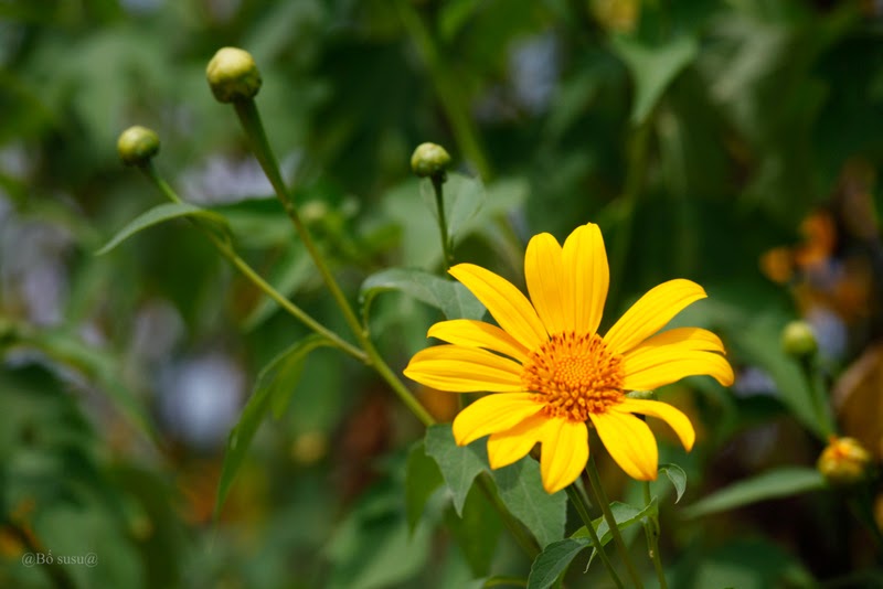 Tử vi của 12 con giáp trong ngày 4/11/2020