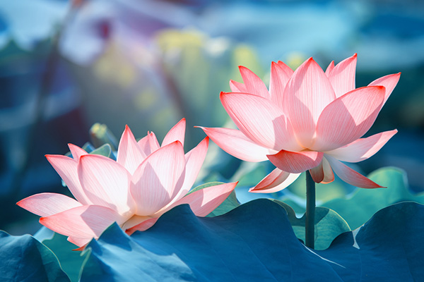 Tử vi của 12 con giáp trong ngày 6/11/2020