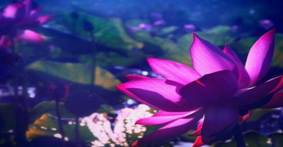 Sống ở đời, người chịu thiệt không phải kẻ hèn, thiện lương không phải kẻ dại dột