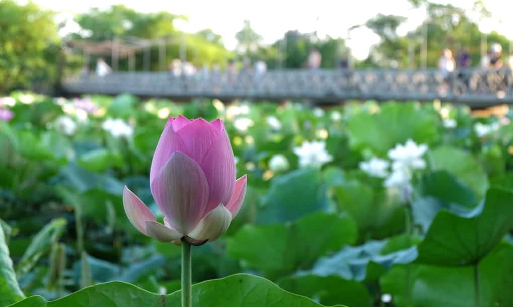 Tử vi của 12 con giáp trong ngày 11/11/2020