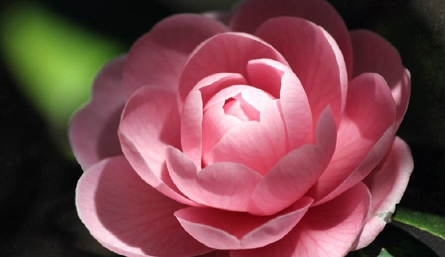 Tử vi của 12 con giáp trong ngày 28/11/2020