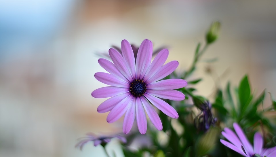 Tử vi của 12 con giáp trong ngày 29/11/2020