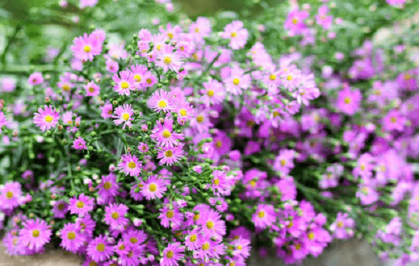 Tử vi của 12 con giáp trong ngày 9/12/2020