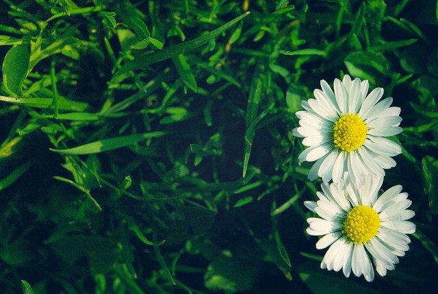 Tử vi của 12 con giáp trong ngày 11/12/2020