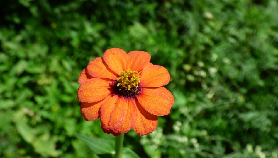 Tử vi ủa 12 con giáp trong ngày 19/12/2020