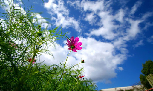 Tử vi của 12 con giáp trong ngày 25/12/2020