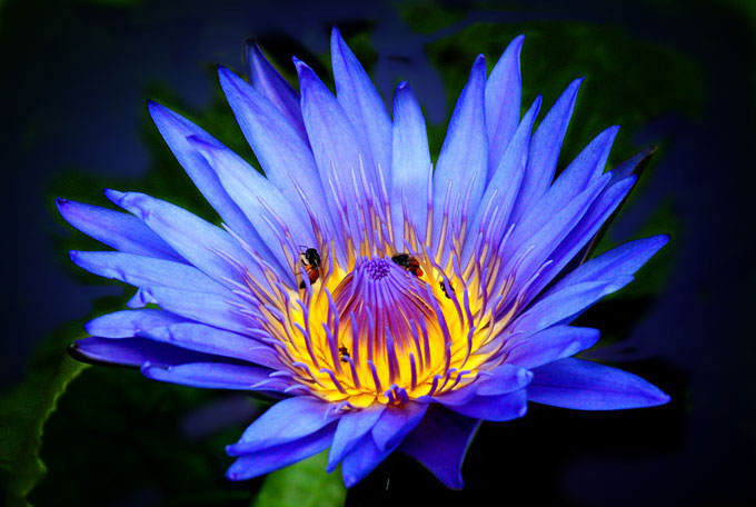 Tử vi của 12 con giáp trong ngày 28/12/2020