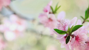 Tử vi của 12 con giáp trong ngày 31/12/2020