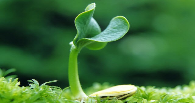 Nhìn cây sửa đất -Nhìn con sửa mình