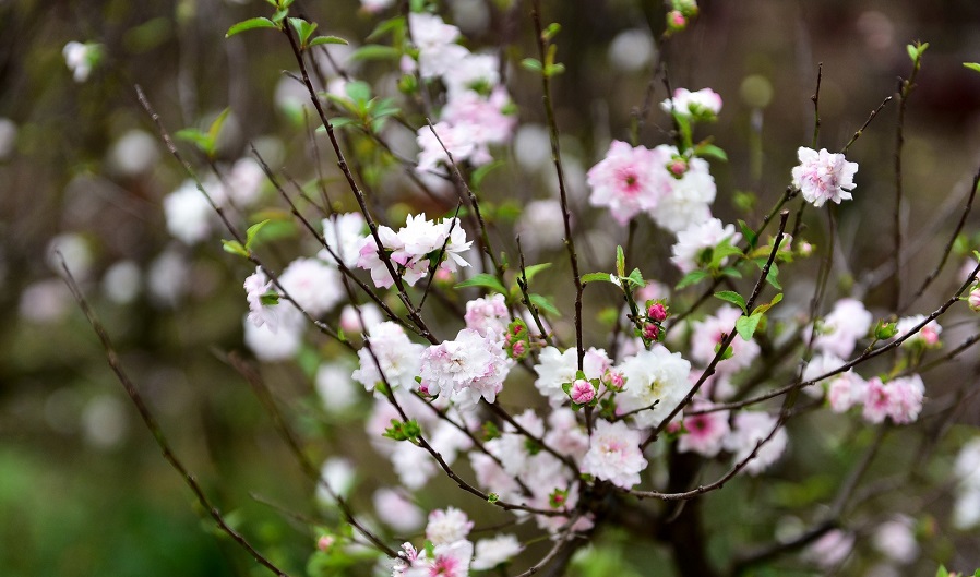 Tử vi của 12 con giáp trong ngày 2/1/2021