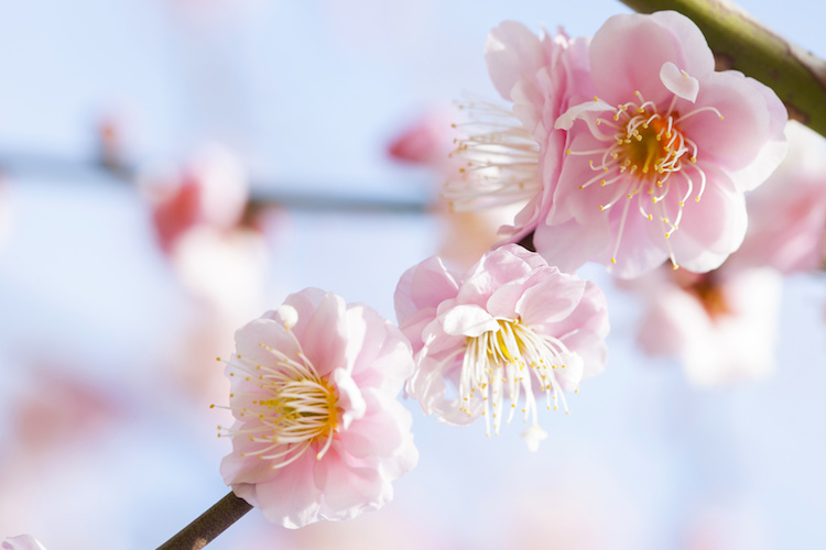 Tử vi của 12 con giáp trong ngày 5/1/2021