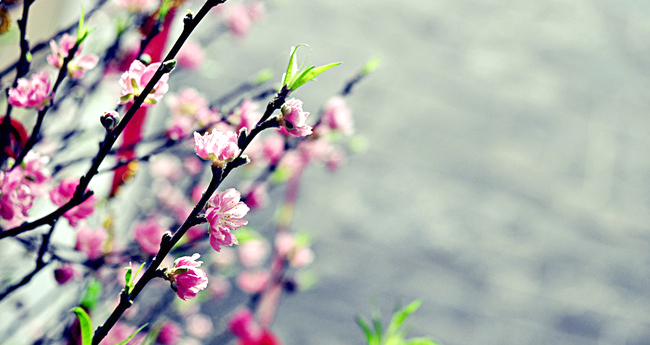 Tử vi của 12 con giáp trong ngày 7/1/2021