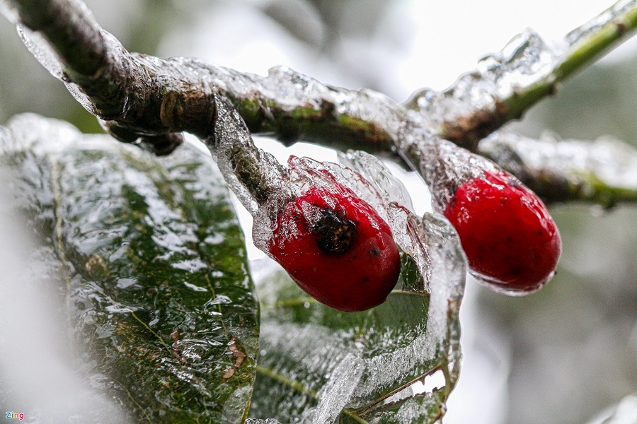Tử vi của 12 con giáp trong ngày 11/1/2021
