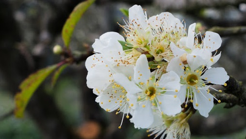 Tử vi của 12 con giáp trong ngày 15/1/2021