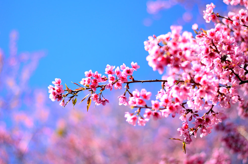 Tử vi của 12 con giáp trong ngày 24/1/2021