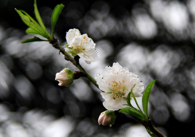 Tử vi của 12 con giáp trong ngày 5/2/2021