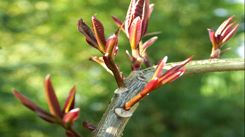 Tử vi của 12 con giáp trong ngày 16/2/2021