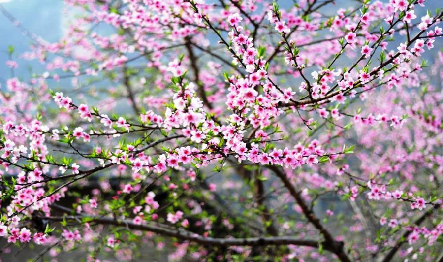 Tử vi của 12 con giáp trong ngày 18/2/2021