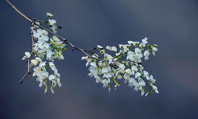 Tử vi của 12 con giáp trong ngày 4/4/2021