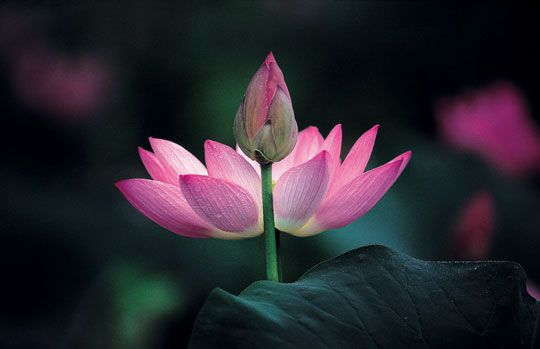 Tử vi của 12 con giáp trong ngày 18/4/2021