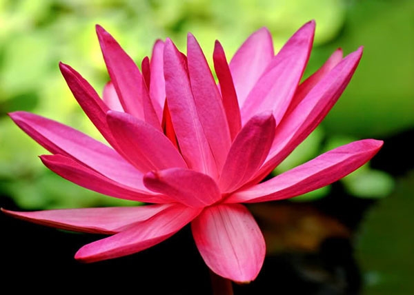 Tử vi của 12 con giáp trong ngày 2/7/2021