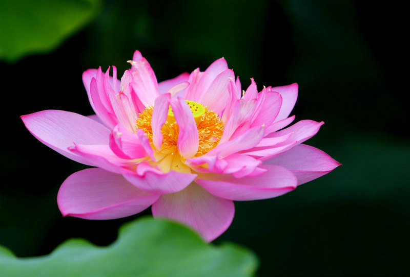 Tử vi của 12 con giáp trong ngày 7/7/2021