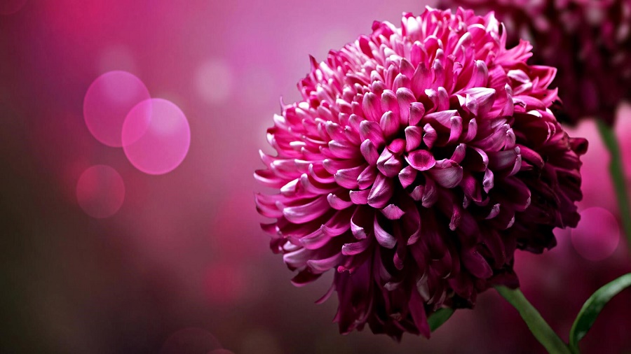 Tử vi của 12 con giáp trong ngày 10/7/2021