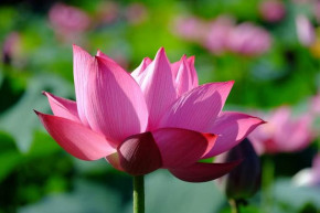 Tử vi của 12 con giáp trong ngày 21/7/2021