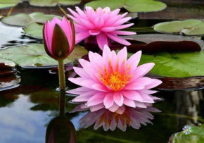 Tử vi của 12 con giáp trong ngày 30/7/2021