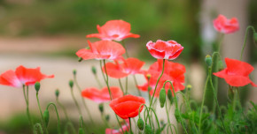 Tử vi của 12 con giáp trong ngày 25/9/2021