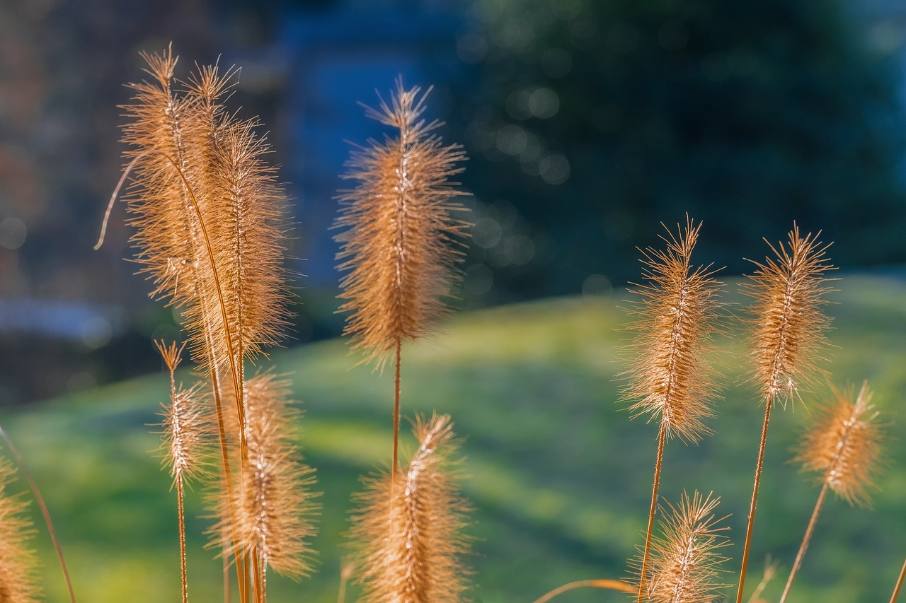Tử vi của 12 con giáp trong ngày 29/9/2021