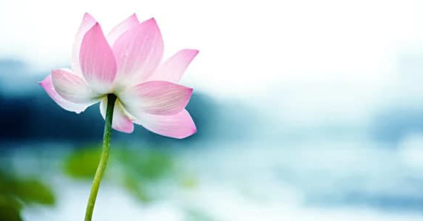 “Từ bi” có tác dụng phi thường to lớn: 4 cách nuôi dưỡng và 5 ích lợi to lớn của tâm từ bi