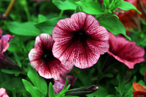 Tử vi của 12 con giáp trong ngày 25/10/2021