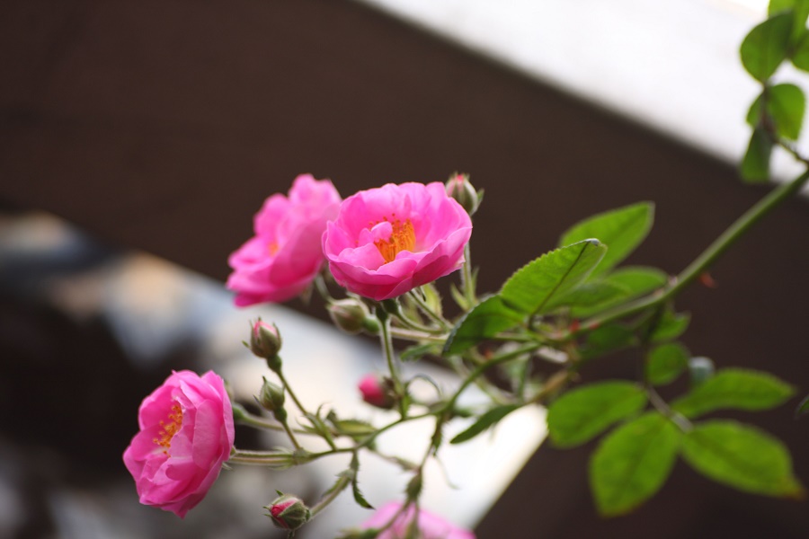 Tử vi của 12 con giáp trong ngày 20/11/2021