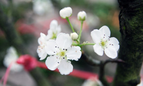 Tử vi của 12 con giáp trong ngày 2/1/2022