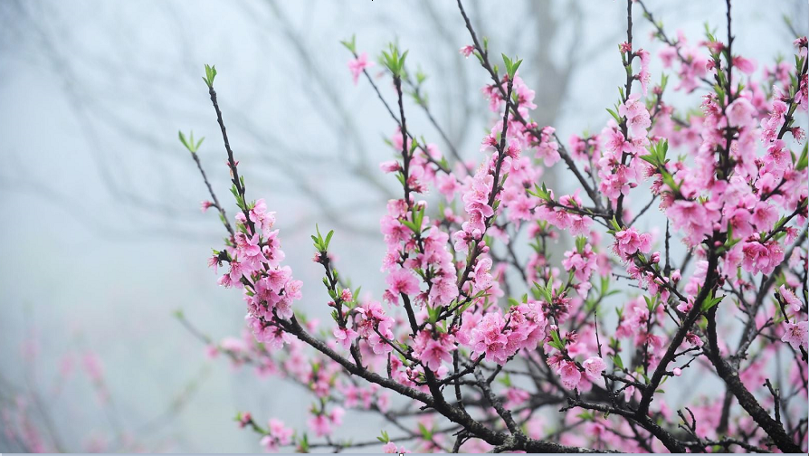 Tử vi của 12 con giáp trong ngày 13/1/2022