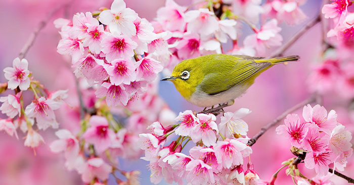 Tử vi của 12 con giáp trong ngày 14/2/2022