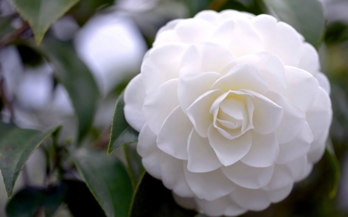 Tử vi của 12 con giáp trong ngày 29/3/2022