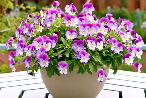 Tử vi của 12 con giáp trong ngày 7/4/2022