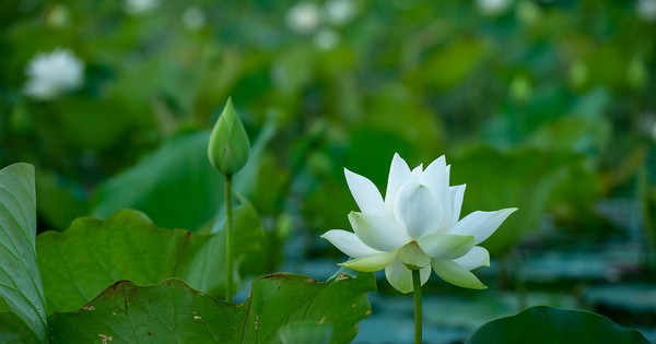 Tử vi của 12 con giáp trong ngày 5/5/2022