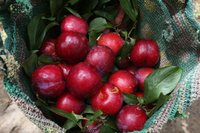 Tử vi của 12 con giáp trong ngày 12/5/2022